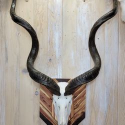 Massive Kudu Skull Mount