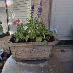 Concrete Bonsai Flower Pot