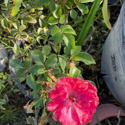 🌹 Rose Plants $15.00