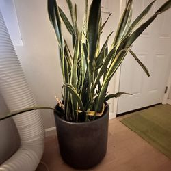 extra large Snake Plant for sale