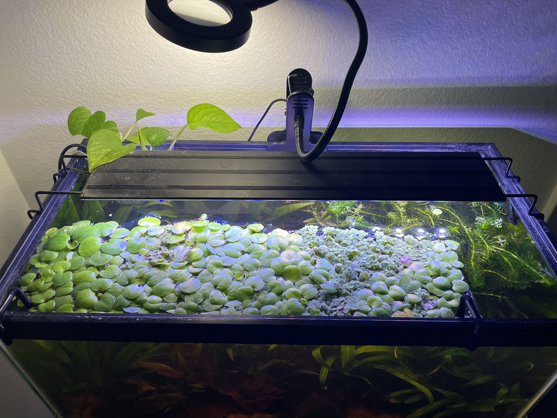 Selling Salvinia and Frogbit Floaters