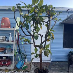 Croton plant very old 6 feet tall