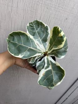 4” variegated fiddle leaf