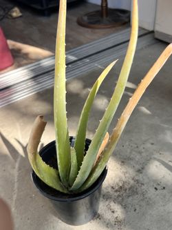 Aloe Vera Plant