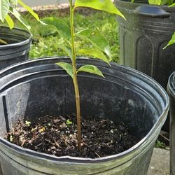 Soursop Plant 
