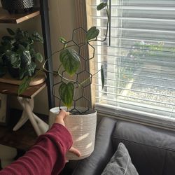 Plant With Trellis & Pot