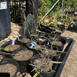 Desert Milkweed – Monarch Butterfly Host Plant 🦋