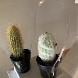 Cactus Plants!! ONLY $6 Each!! 