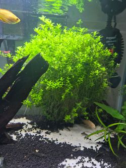 Pearlweed for aquarium