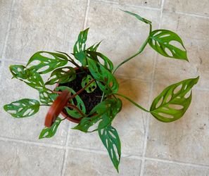 Monstera Adansonii Swiss Cheese Plant