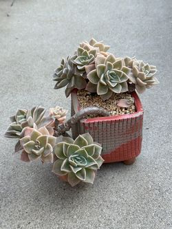 Succulents plants （Graptoveria 'Harry Watson'）
