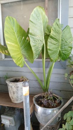 Plant