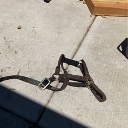 Horse Halter 