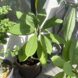 Potted Franji Pani Plant 