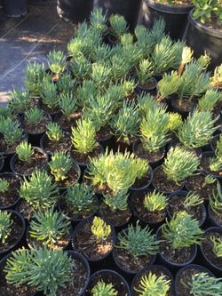 Succulents