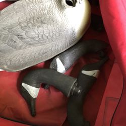 Goose Decoys 