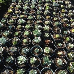 stunning succulents, aloe vera, agave, and more—prices starting at just $7.99 and going up to $24.99! 
