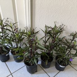 ❤️2’ Tall Petunia mexicana 7” pot $20 EACH👉PLEASE READ DESCRIPTION 