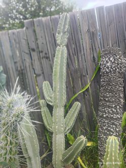 Peruvian apple brancher cactus plant