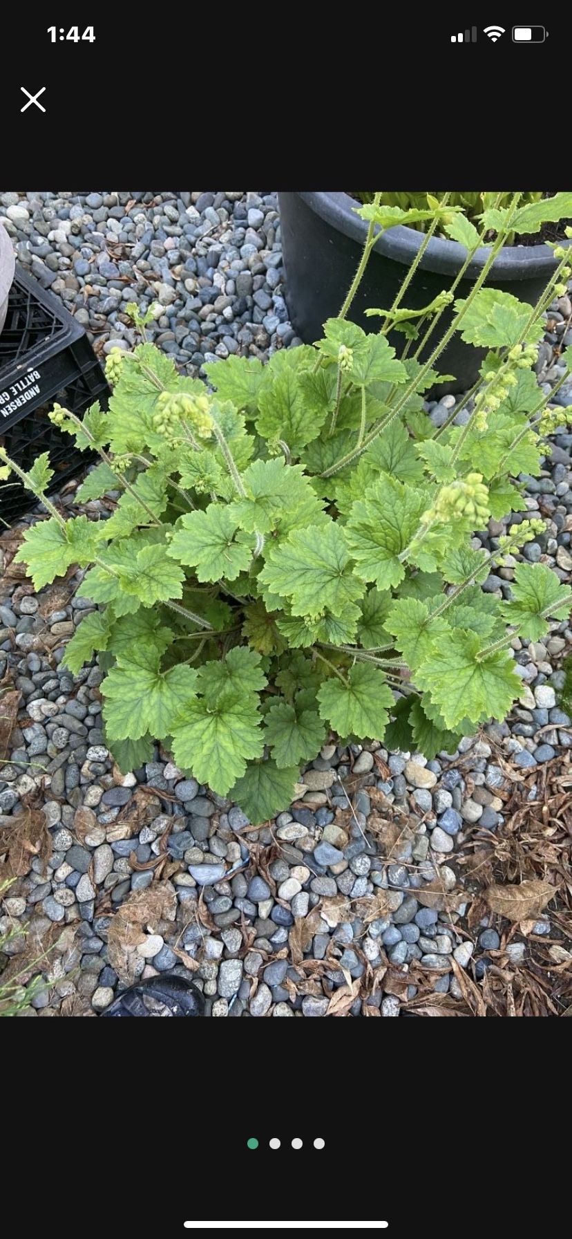 Flowering Perennial Coral Bells (Heuchera) In Plastic Display Pot