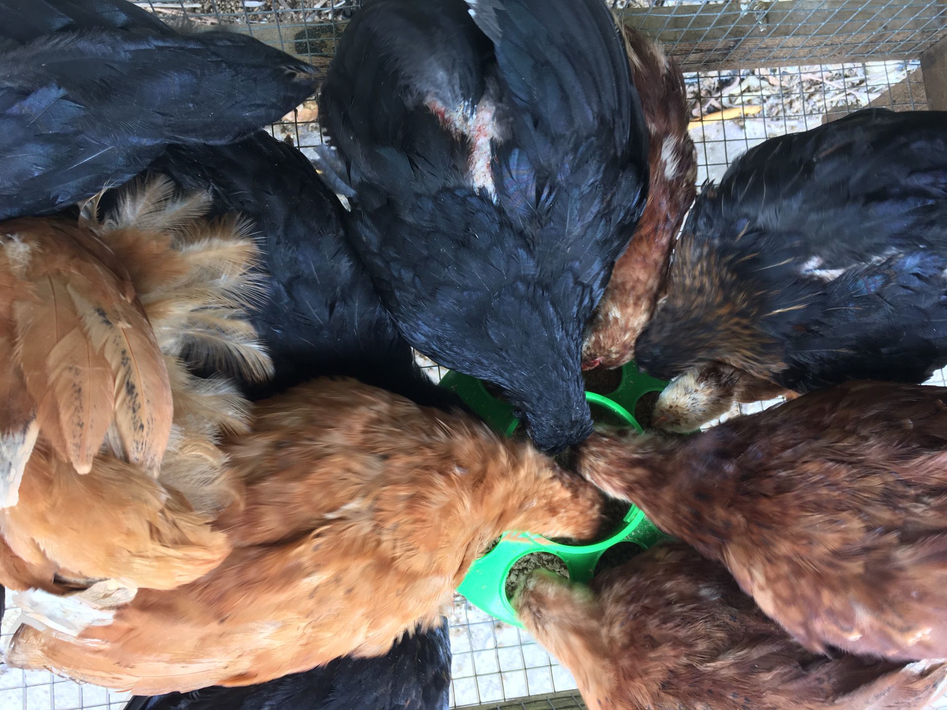 Hatching Fertile Eggs For Sale For Sale In Miami Fl Offerup