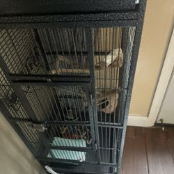 Bird Cage 