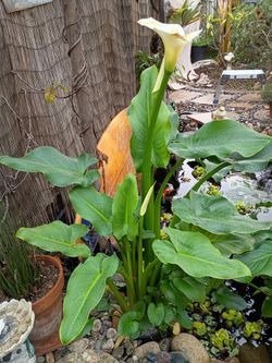 Aquatic Plants - Canna Lily 