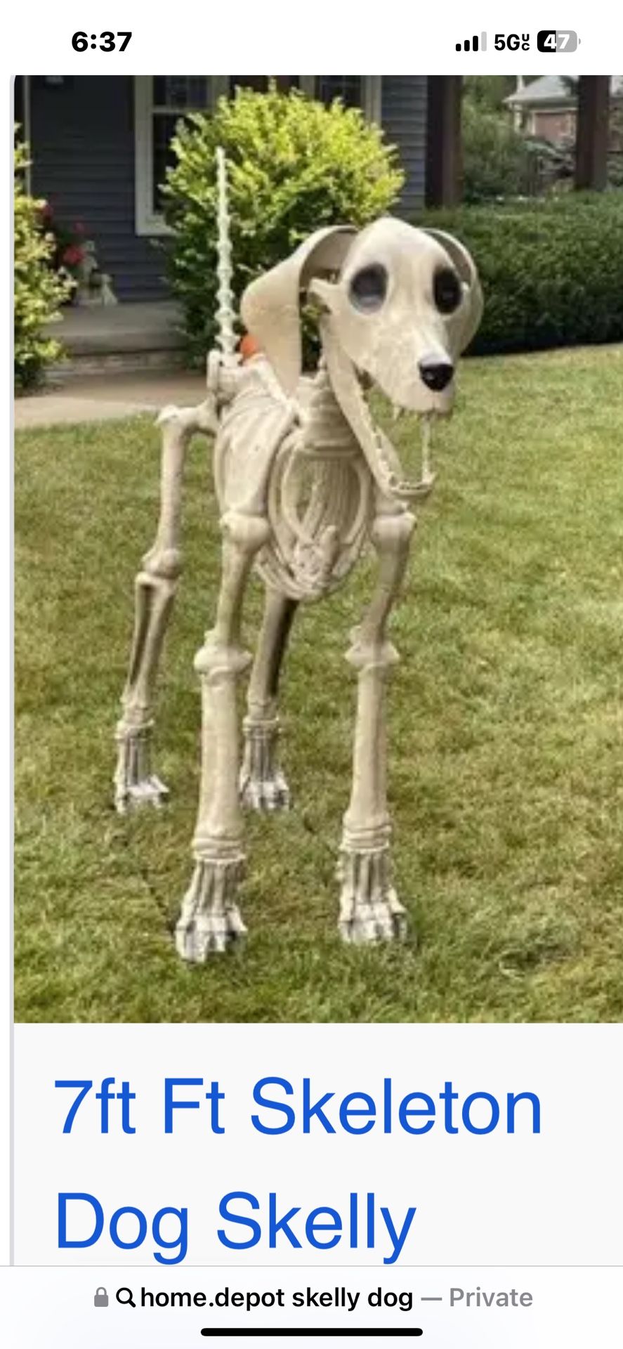 Skelly dog