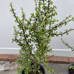 Elefhant’s Food Bush 