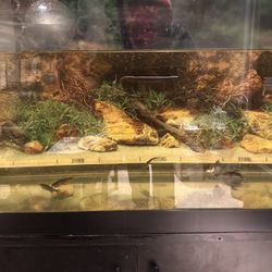 55 Gallon Fish Tank With Stand And Supplies