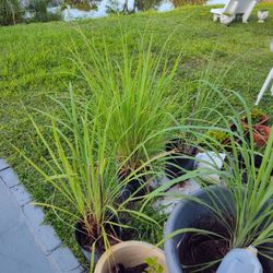 Lemon Grass 
