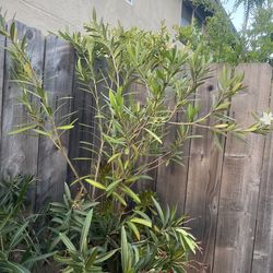 Plant