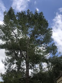 Tree trimmer