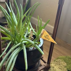 Aloe Vera Plant