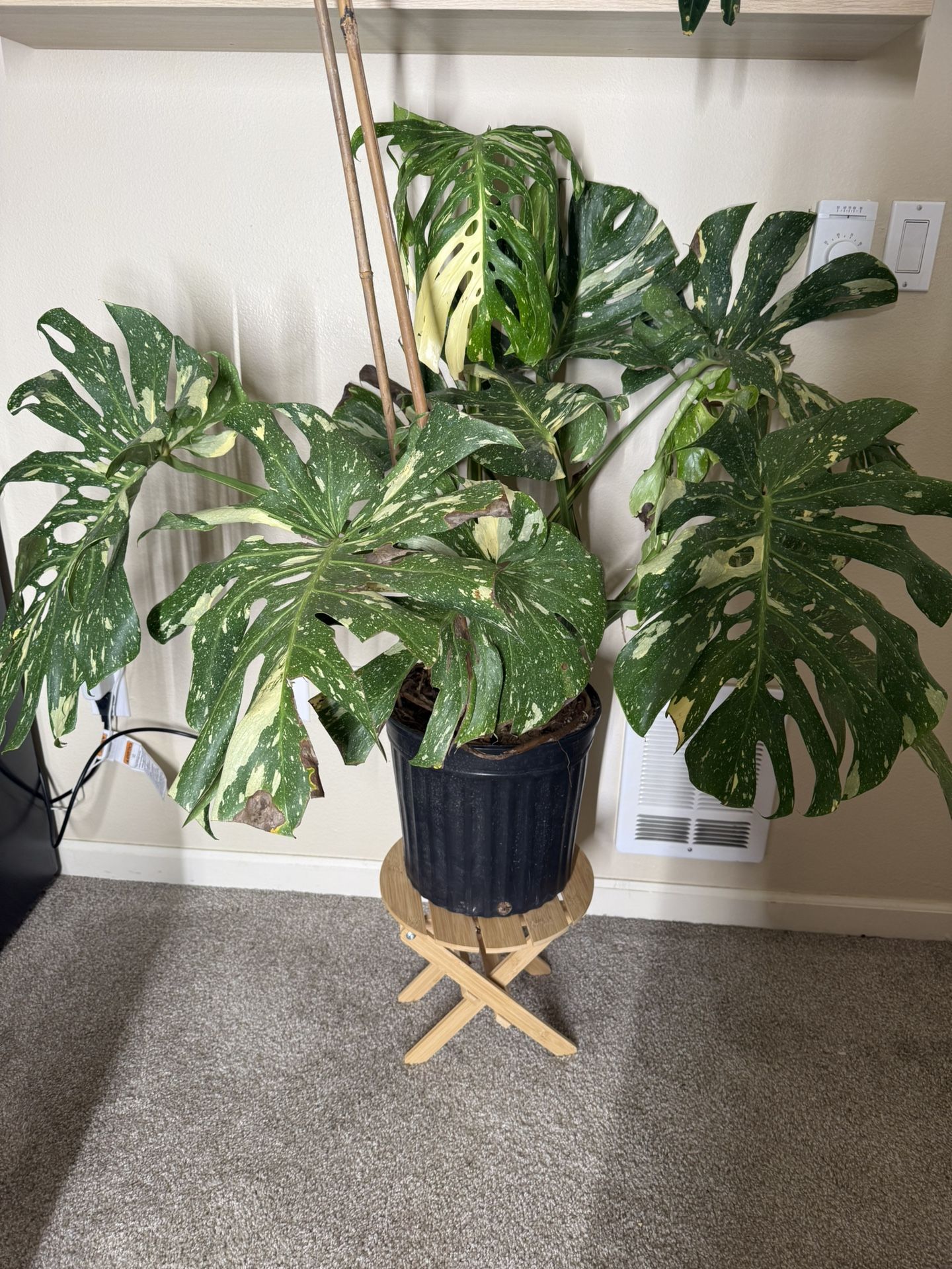 Monstera Thai Constellation