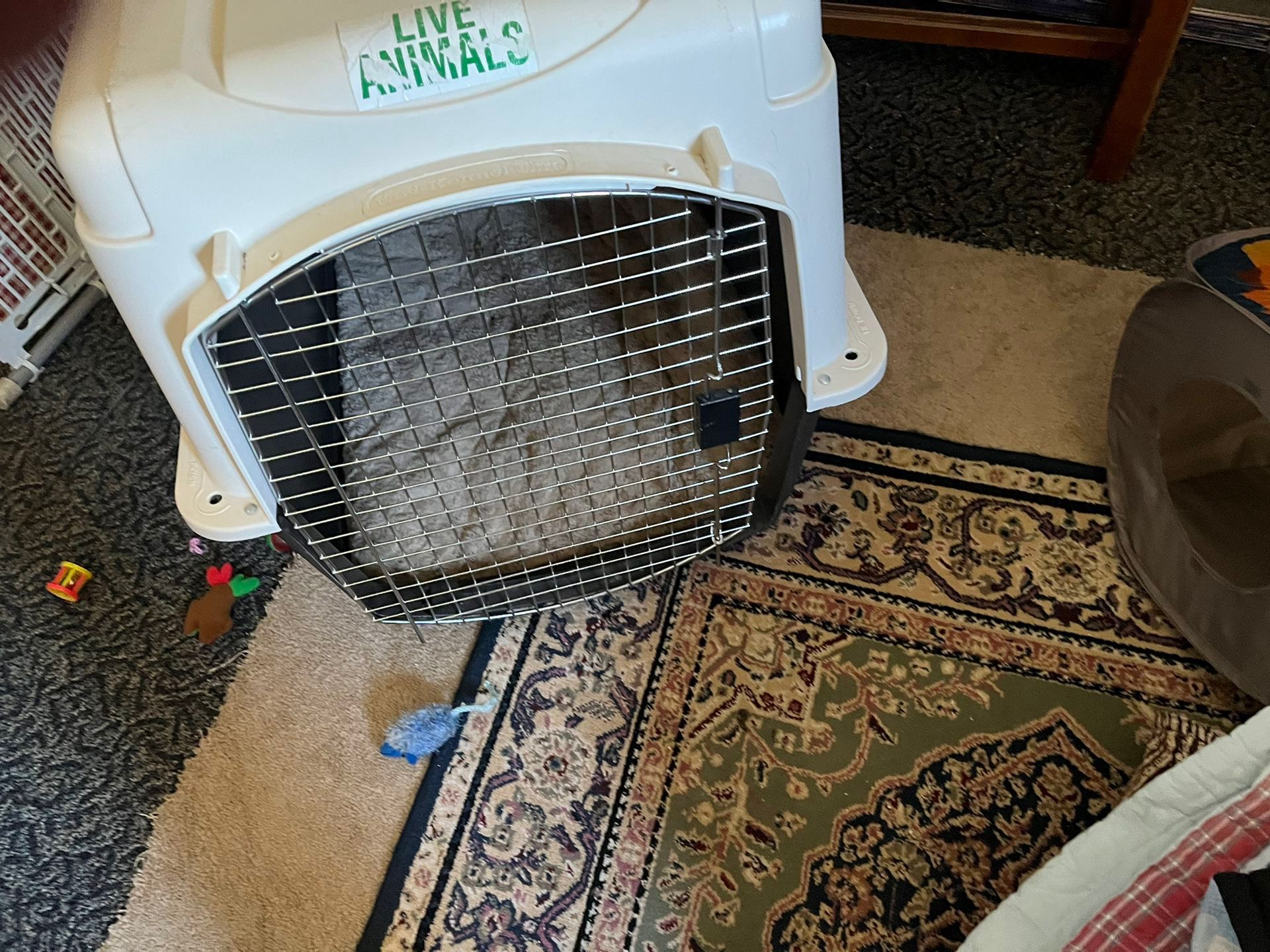 Large/extra Large Petmate Kennel for Sale in Lewis Mcchord, WA OfferUp