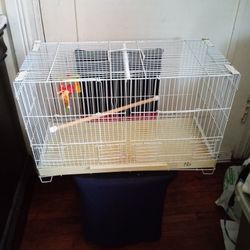 Bird Cage 