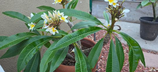 Plumeria yellow