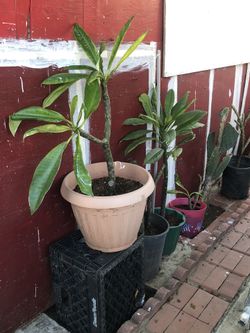 Plumeria Plant 20