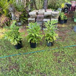 Fishtail Palms 