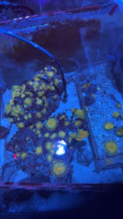 Sunset Ricordea Yuma Aquarium Decoration