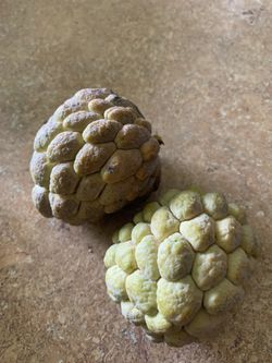 Sugar( Custard) Apple Tree