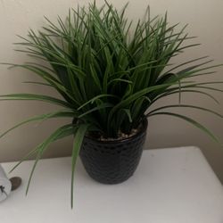 Decorative Plant (plastic)