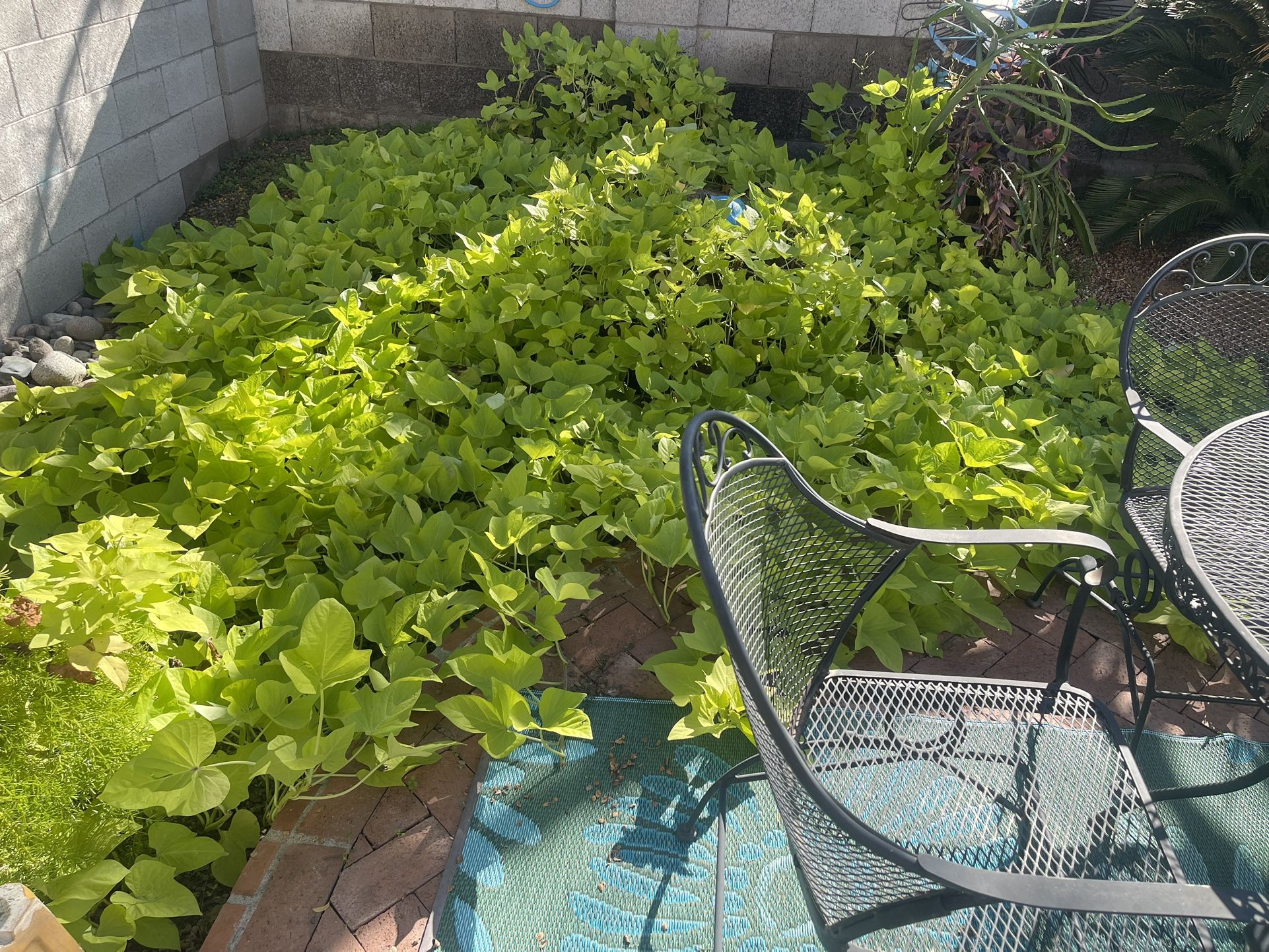 Beautiful, Healthy, Sweet Potato Vine