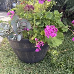Geranium Plant…..Please Read Description!
