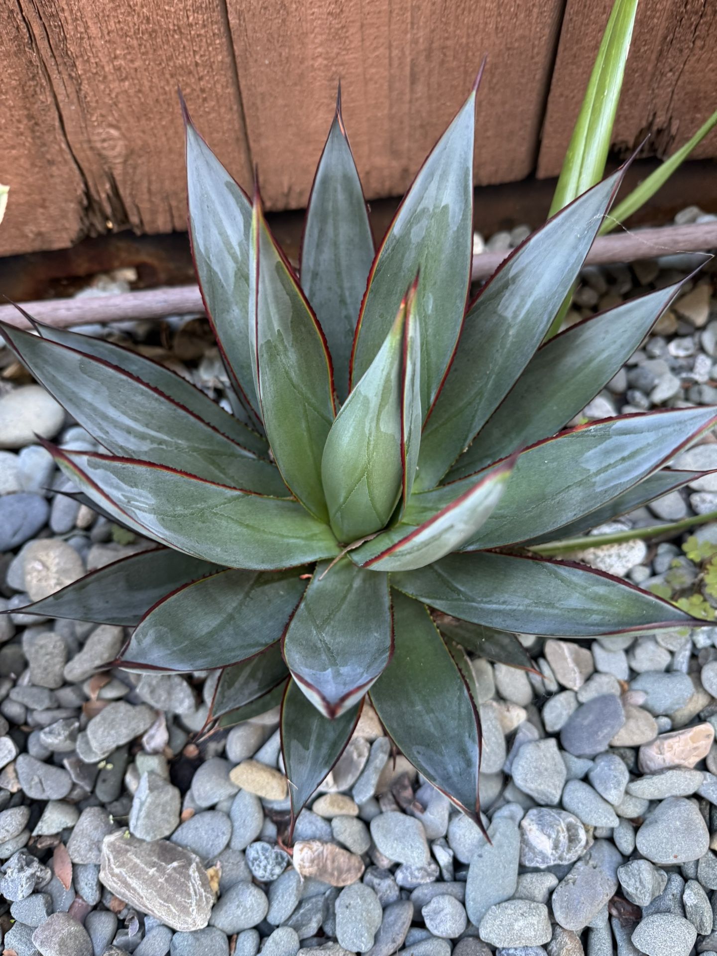 Blue Glow Agave Plant