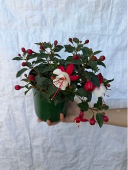 6” Fucshia plant snow caps