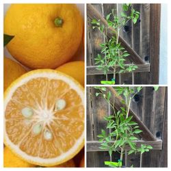 Unique Semi Dwarf Yuzu Citrus Fruit Tree in 5 Gallon Pot Live Plant