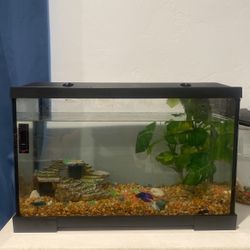 10 Gallon Tank