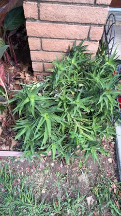Hardy aloe